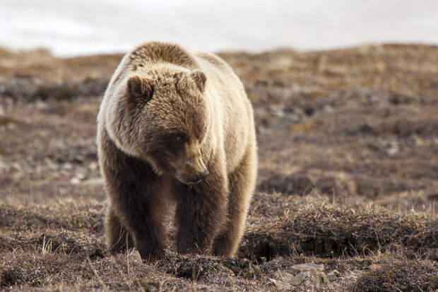 США. Аляска. Прогулка по Национальному парку Денали. (NPS Photo/Daniel A. Leifheit)