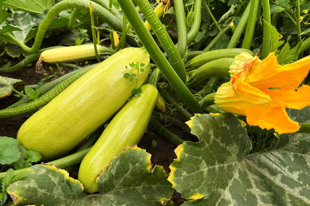 Биолог Наполов: сажать кабачки в грунт можно только после потепления до 22 градусов