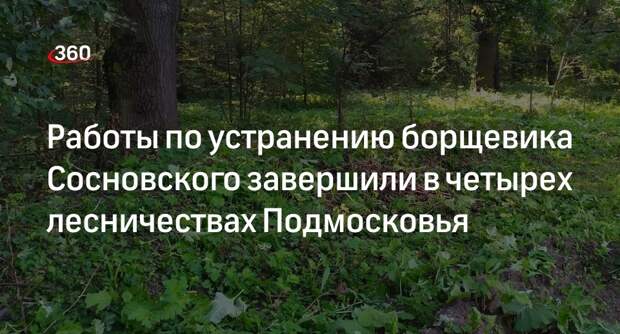 Работы по устранению борщевика Сосновского завершили в четырех лесничествах Подмосковья