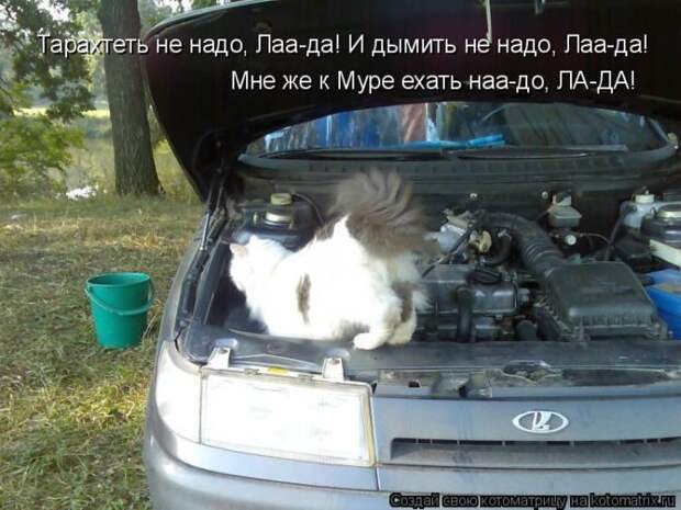 Лучшие котоматрицы недели