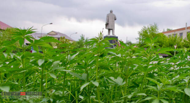 В российском городе на газонах возле памятника Ленину неожиданно взошла конопля (ФОТО)