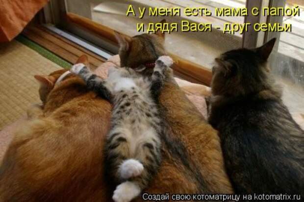 Свежий сборник котоматриц (34 шт)