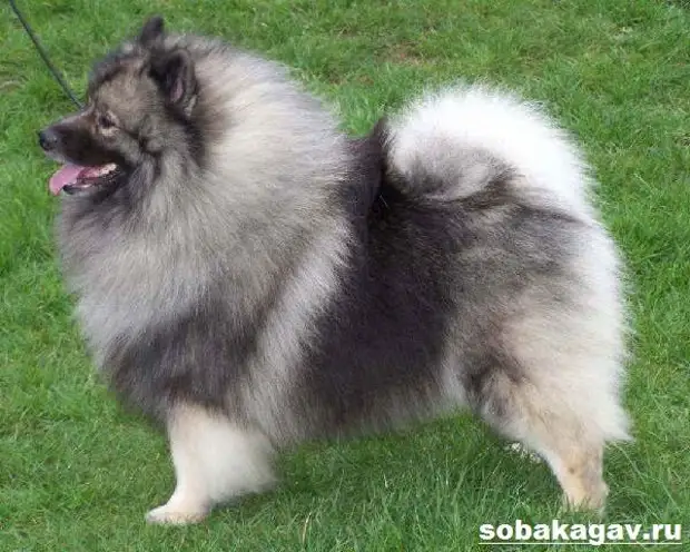 Кеесхонд собака. Описание, особенности, уход и цена породы кеесхонд