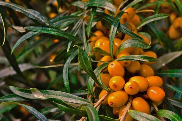 Все об облепиховом чае: свойства, польза и возможный вред