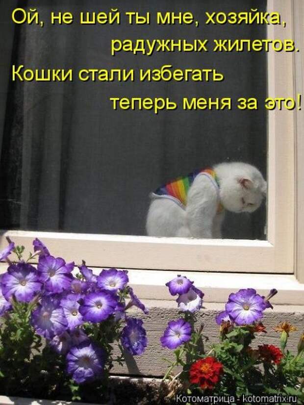 Лучшие котоматрицы недели (50 фото)