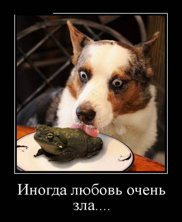 Демотиваторы (30 фото)