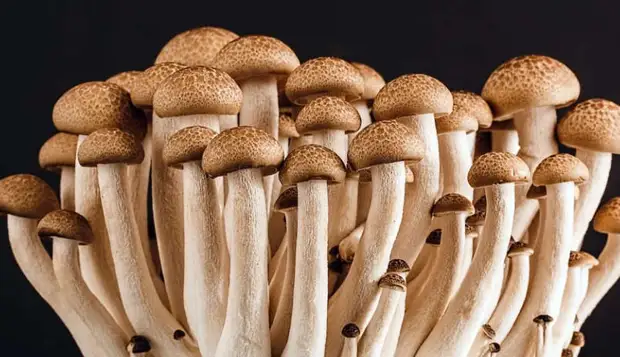 Биологи Вагенингенского университета обнаружили у грибов Trichaptum более 17 тысяч полов