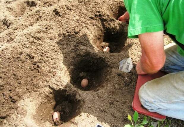 Высаживание картофеля в лунки под лопату