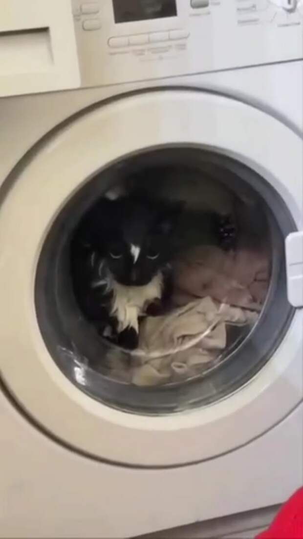 Режим «деликатной стирки» для усатого: хозяйка не заметила кота в белье и включила машинку