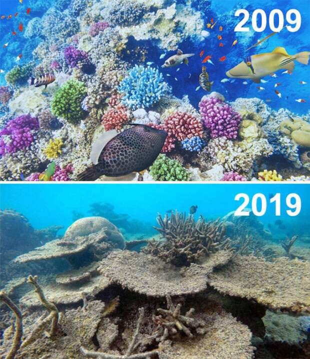 Климатические изменения от экологических организаций в стиле 10YearChallenge