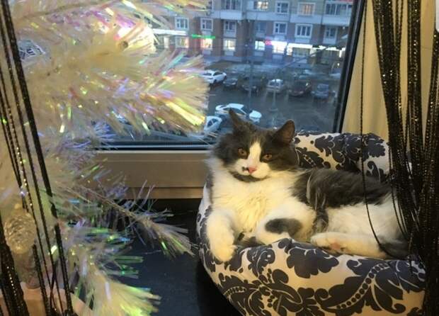 кот феникс приют бирюлево (3)