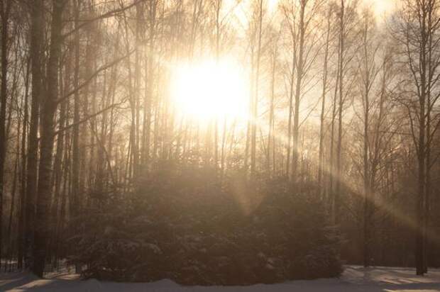 ЗакС поддержал проект создания зеленого пояса вокруг Петербурга