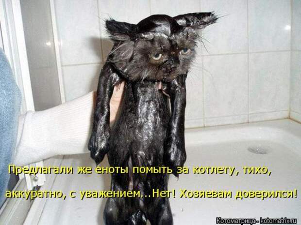 Лучшие котоматрицы недели (50 фото)