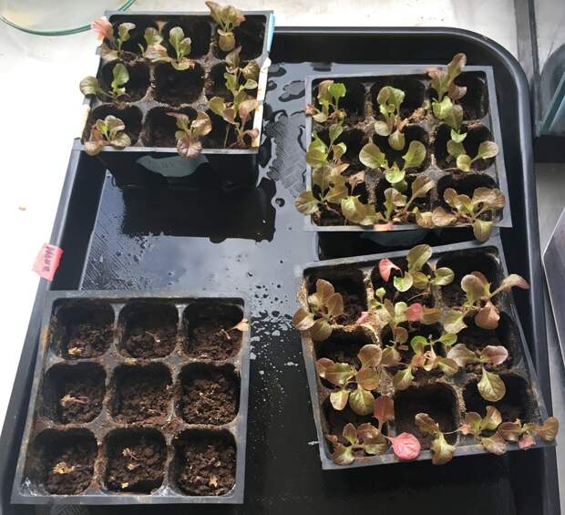 lettuce-mars-simulant