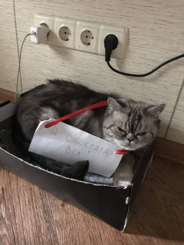 12. Эта кошка явно готовит план мщения за табличку