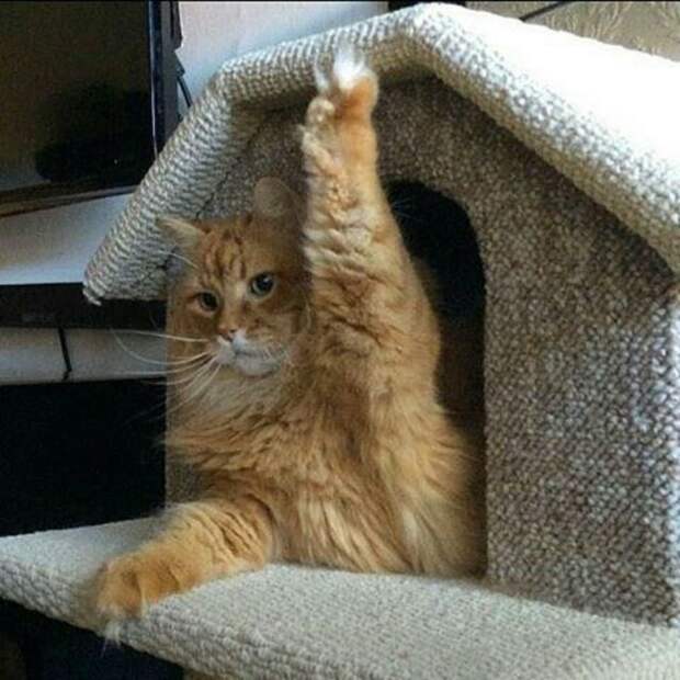 Субботний котопост коты, кошки, приколы с котами., смешные коты