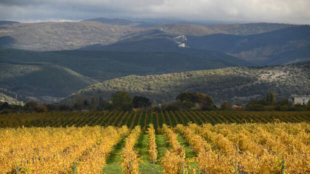 Роскачество тестирует идеальную полку российских вин в отечественных магазинах