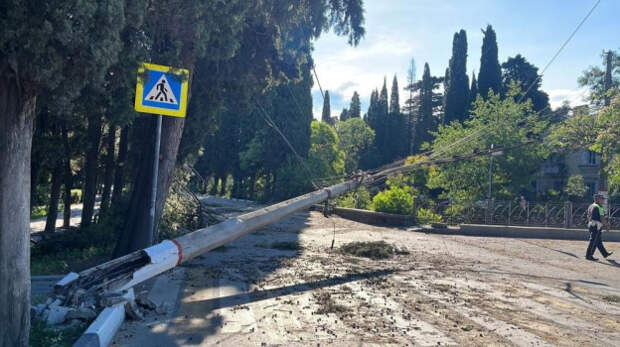 Из-за упавшего дерева в Ялте остановили троллейбусы