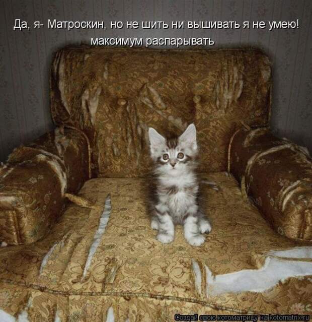 Лучшие котоматрицы недели (50 фото)