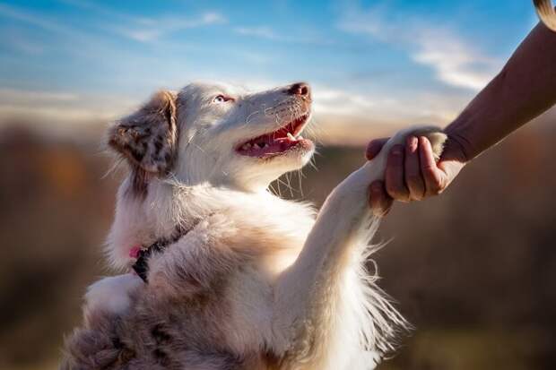 Российский кинолог предложил сдавать экзамены перед тем, как завести собаку закон, интересное, кинолог, полезное, ркф, собака, фото