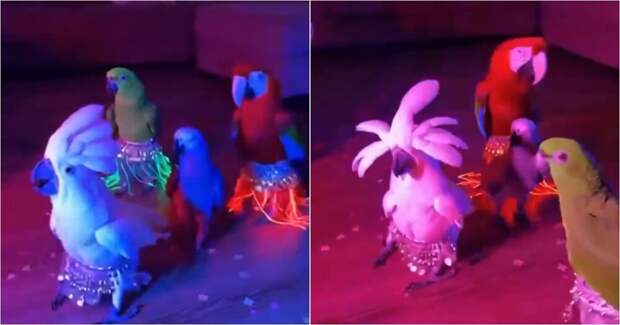 Хозяйка попугаев превратила своих питомцев в настоящих исполнителей восточных танцев