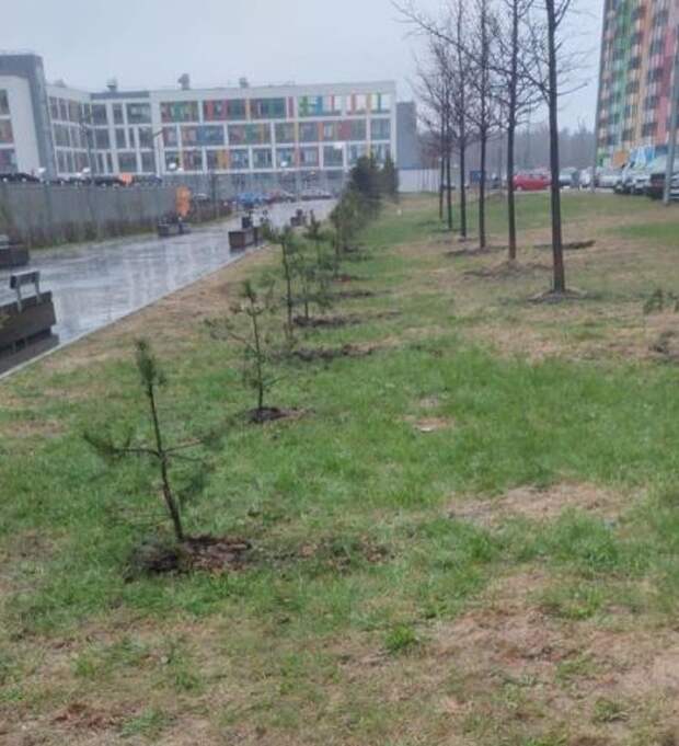 Вдоль «цветных» домов на Дмитровском шоссе теперь растут хвойные деревья