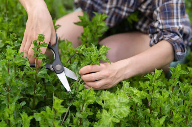 Nutrients: Три растения работают как мощное оружие против воспаления