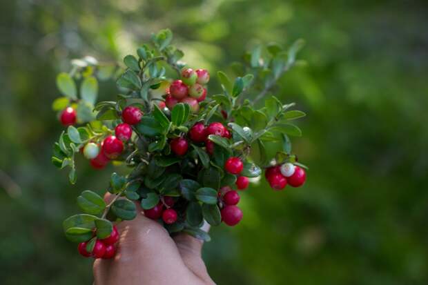 Найдено природное средство защиты от инфекций