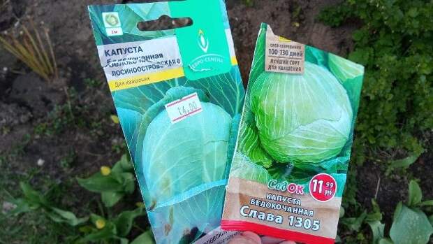 Капуста вырастет крупной: как высаживать, чем обрабатывать от вредителей