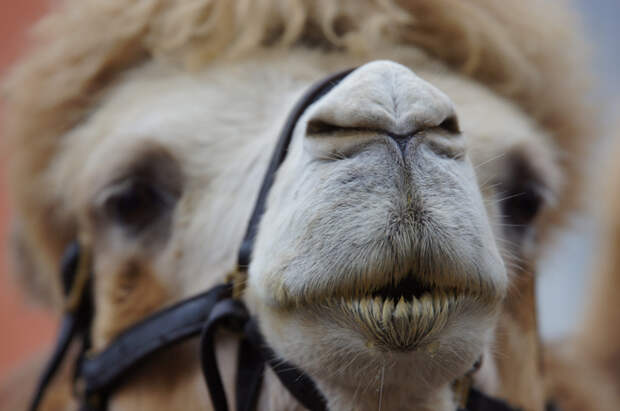 В пустыне Китая установили светофоры для караванов на верблюдах