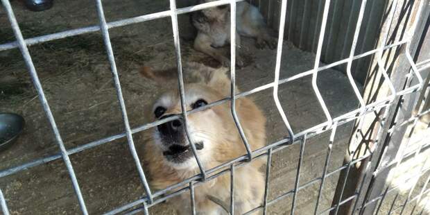 В приюте в Ленобласти после обнаружения 24 мертвых животных сменился директор