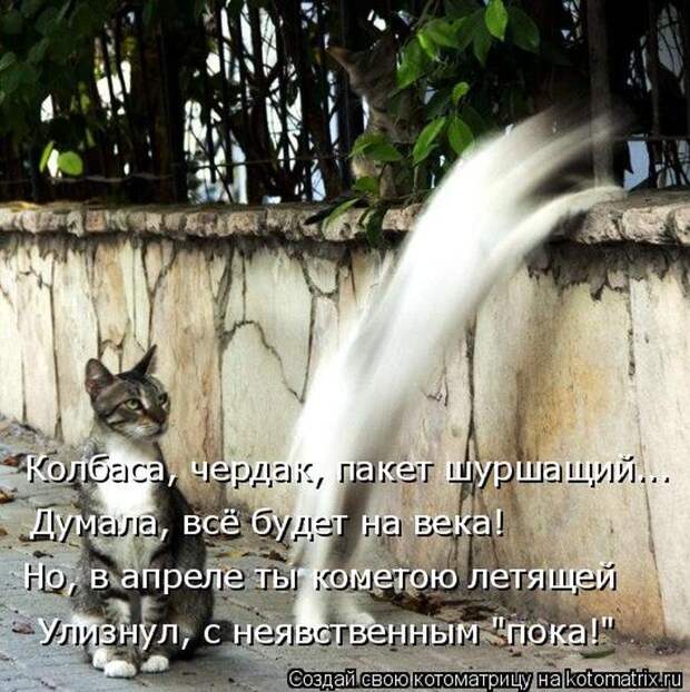Лучшие котоматрицы недели (50 фото)