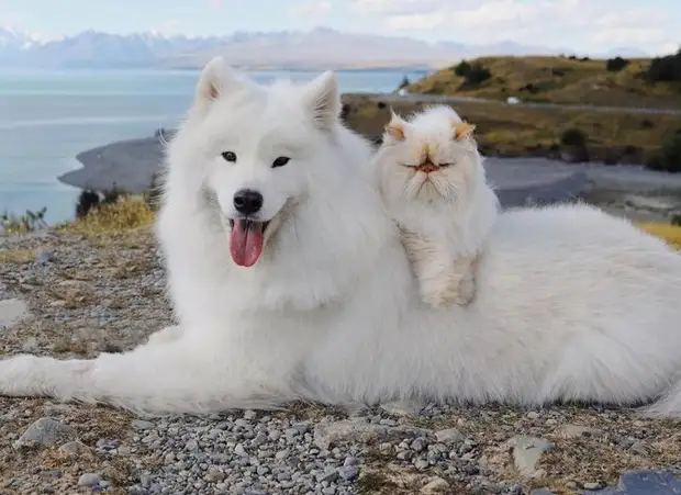 Дружба сварливого кота и вечно счастливого пса ошеломила Интернет