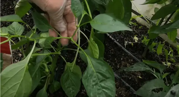 Несколько шагов, чтобы получить еще один урожай сладкого перца