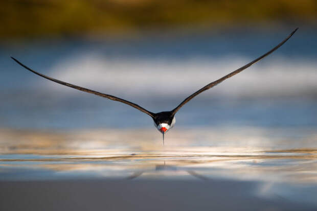 32 невероятные фотографии птиц, которые приводят в восторг