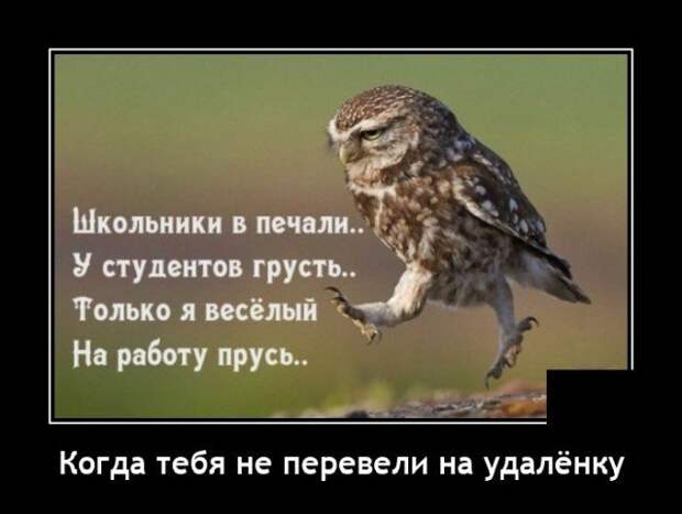 Демотиватор про удаленку