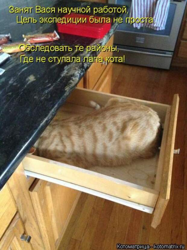 Лучшие котоматрицы недели (50 фото)