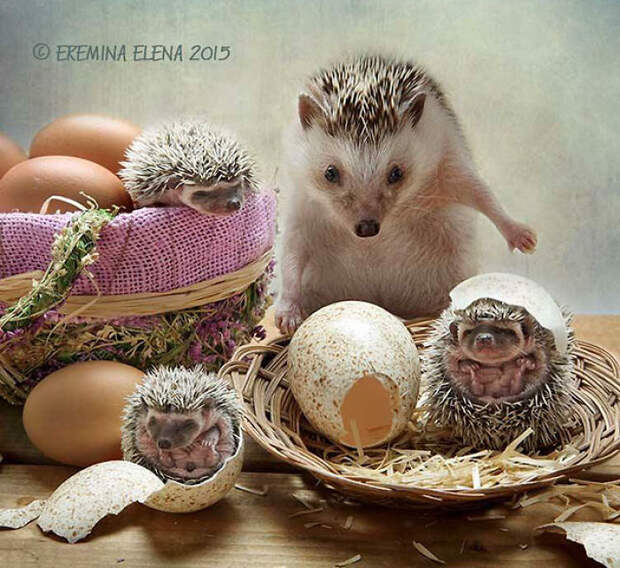 Cute Hedgehogs