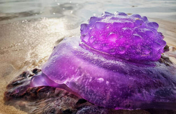 На австралийском пляже нашли странную медузу