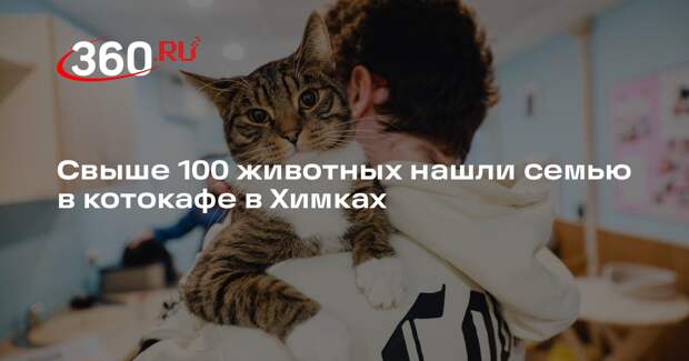 Свыше 100 животных нашли семью в котокафе в Химках