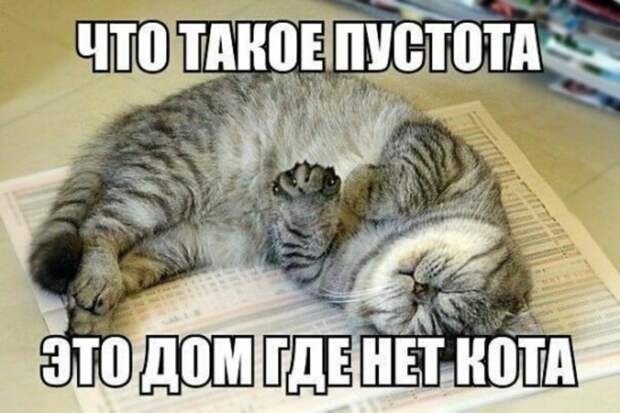 Субботний котопост коты, кошки, приколы с котами., смешные коты
