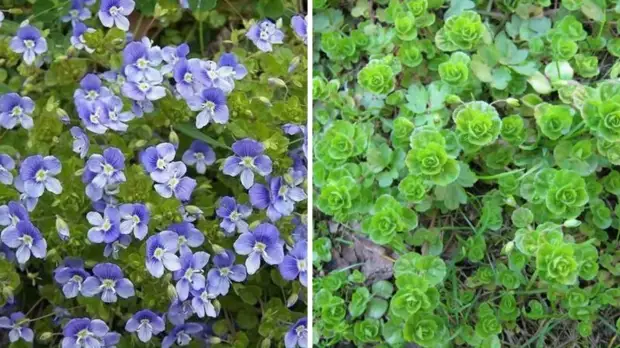 Как вытеснить сорняки с участка при помощи цветов