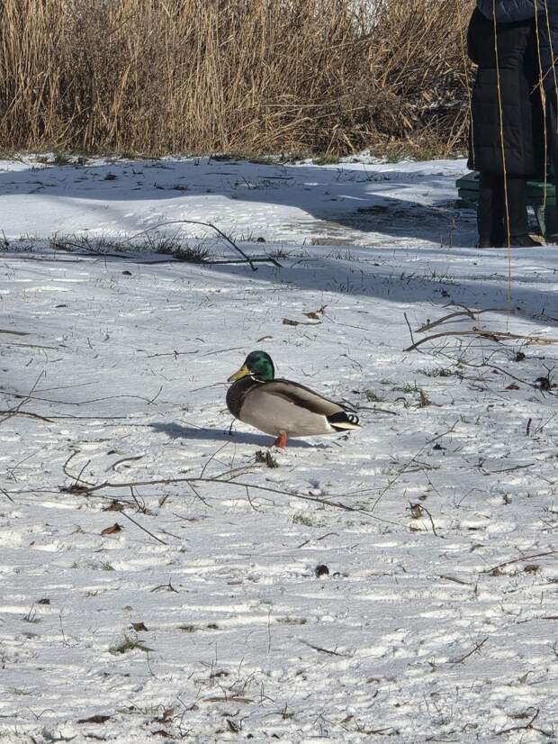 Донецкий селезень