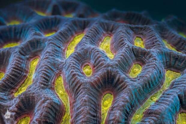 Серии ярких макрофотографий кораллов Большого Барьерного рифа Daniel Stoupin, Большой Барьерный риф, Даниэль Ступин, кораллы, макрофотографии