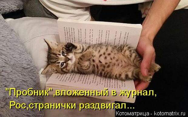 Лучшие котоматрицы недели (50 фото)