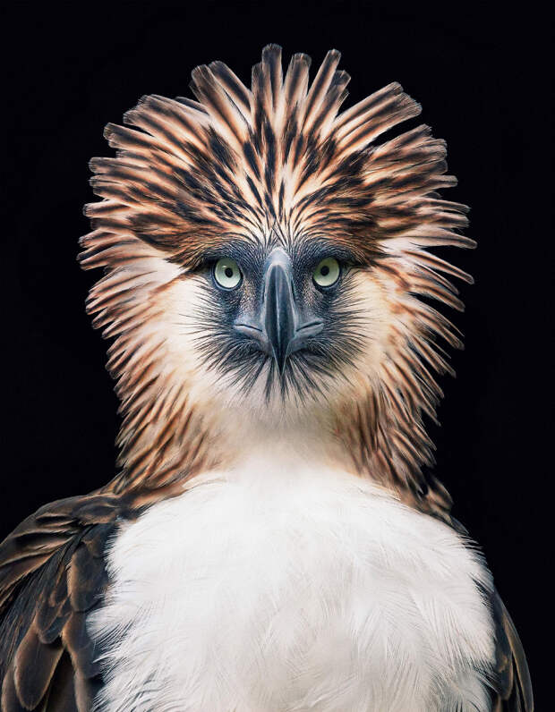 Филиппинский орёл
