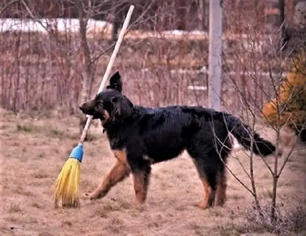 Мастера на все четыре лапки: фото четвероногих помощников по хозяйству