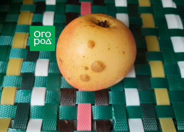 Бородавки на яблоках