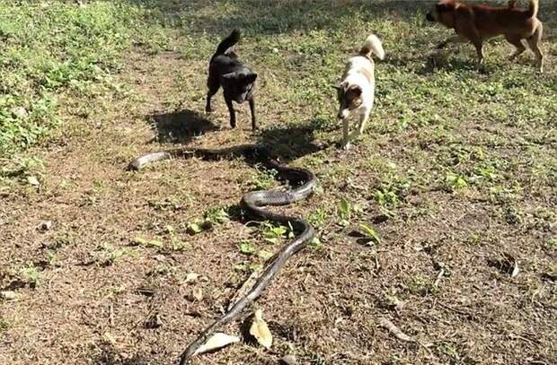 Собаки спасли свою хозяйку от королевской кобры видео, животные, кобра, собака