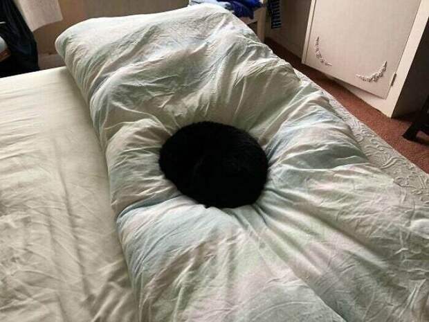 Булочка, которая оккупировала кровать Булочка, которая оккупировала кровать